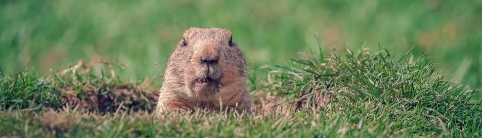 Groundhogs Day - Masters Heating & Cooling